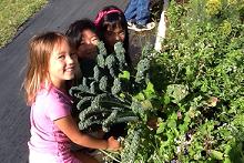 Noelani girls harvesting kale at Magoon Research and Teaching Facility